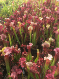 Sarracenia x 'Judith Hindle'