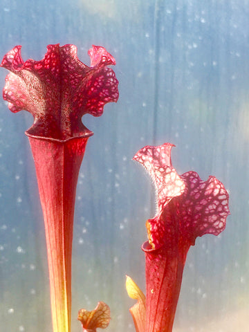 Sarracenia x 'Judith Hindle'