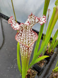Sarracenia leucophylla