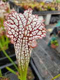 Sarracenia leucophylla