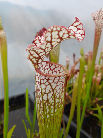 Sarracenia leucophylla