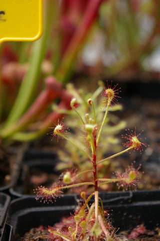 Drosera madagascariensis