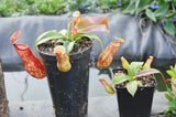 Nepenthes  "gaya"