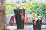 Nepenthes (lowii x ventricosa)