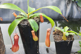 Nepenthes "ventrata"