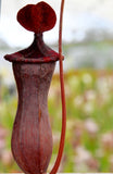 Nepenthes (lowii x ventricosa)
