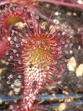 Drosera x obovata