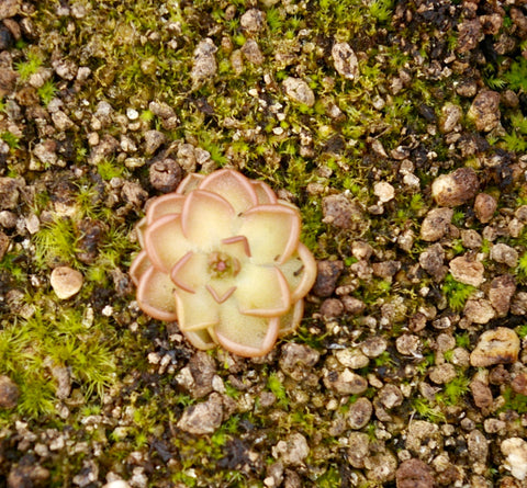 Pinguicula gracilis