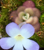 Pinguicula agnata "El Lobo"