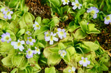 Pinguicula hirtiflora