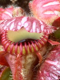 Cephalotus follicularis