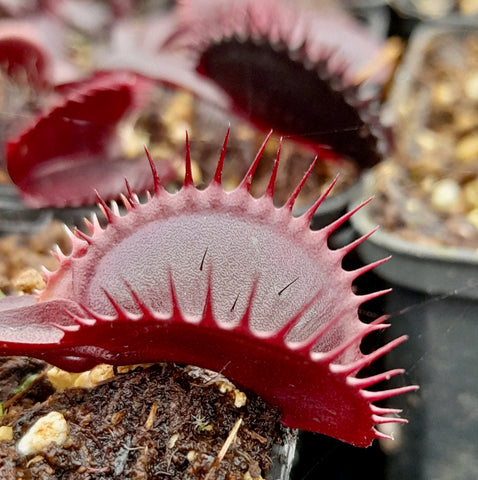 Dionaea "red shark teeth"