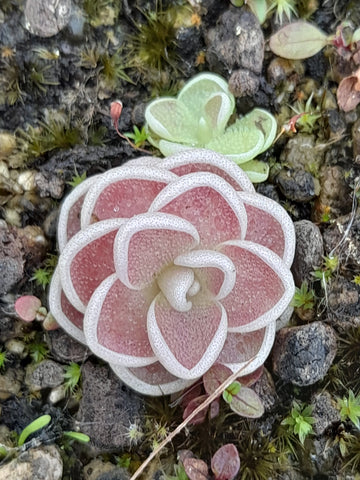 Pinguicula x "reims"