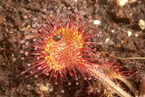 Drosera rotundifolia