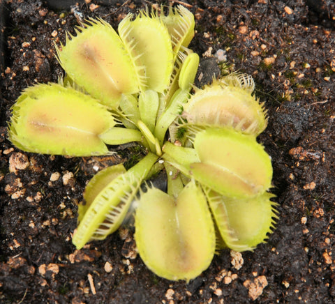 Dionaea 'Triton'