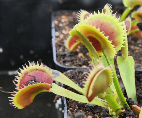Dionaea 'UK1'