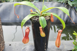 Nepenthes "ventrata"