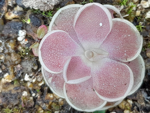 Pinguicula x "versailles"