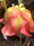 Sarracenia x 'Whale Tail'