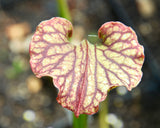 Sarracenia x 'Daniel Rudd'
