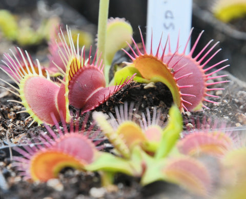 Dionaea "sd kronos"