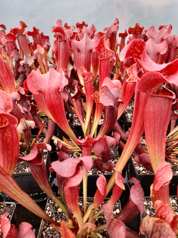 Sarracenia x tess