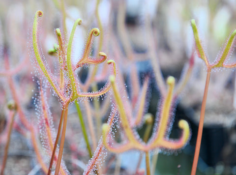 Drosera binata var. dichotoma