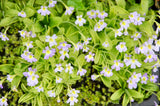 Pinguicula hirtiflora