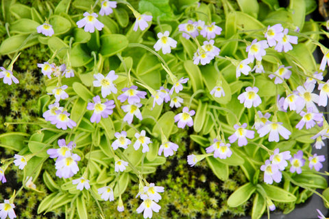 Pinguicula hirtiflora