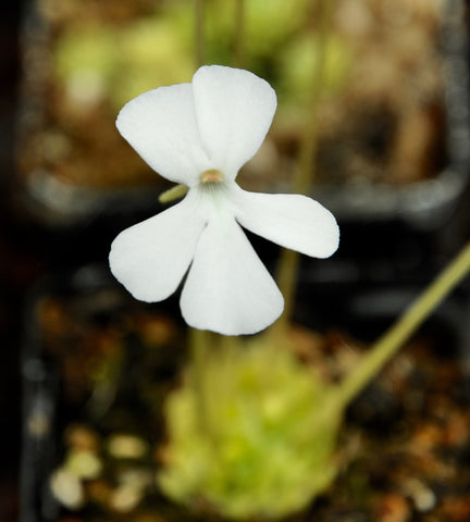 Pinguicula ehlersiae var. albiflora