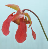 Sarracenia x ((flava var. atropurpurea x flava var. rubricorpora)x(S. leucophylla 'Helmut's Delight))
