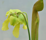 sarracenia x harperi