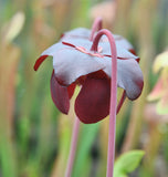 Sarracenia x courtii