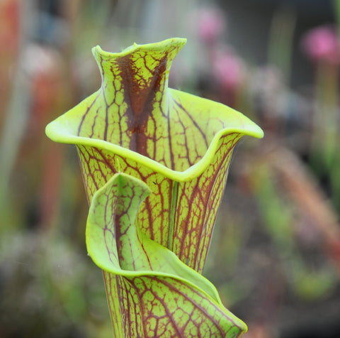 Sarracenia flava var. ornata "lidless"