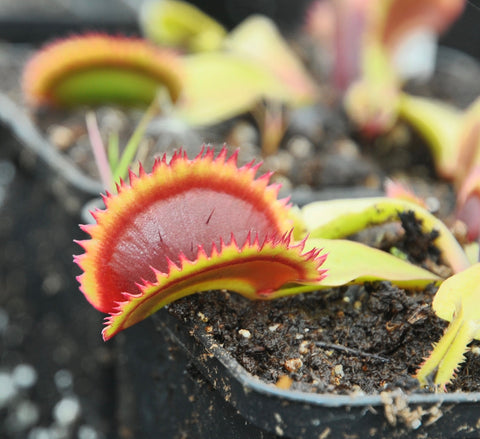 Dionaea 'Sawtooth'