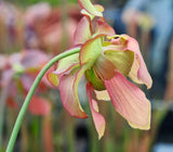 Sarracenia x moorei "Whitteri"