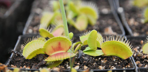 Dionaea "burbank's best"