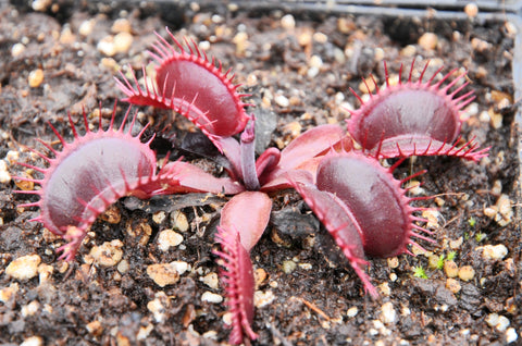 Dionaea 'Pink Venus'