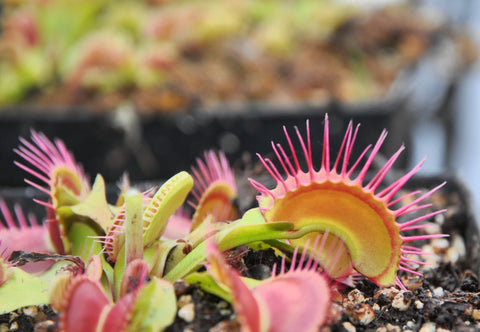 Dionaea 'Paradisia'