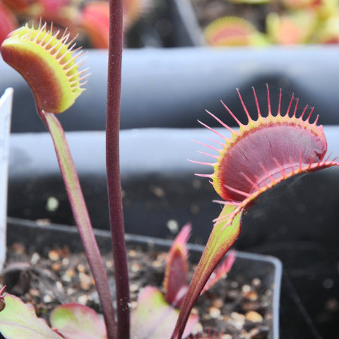 Dionaea 'Royal Red'