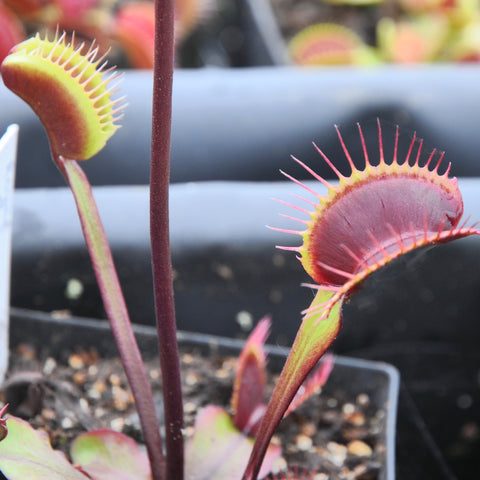 Dionaea 'Royal Red'