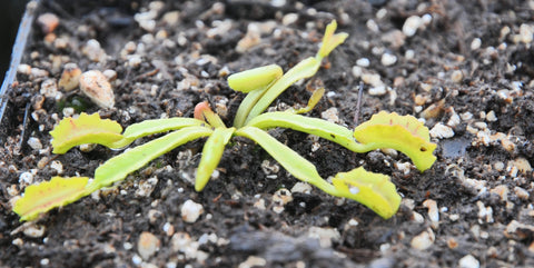 Dionaea "mars"