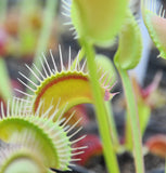 Dionaea "red line"