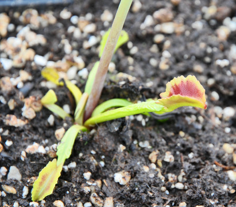 Dionaea 'Wacky Trap'