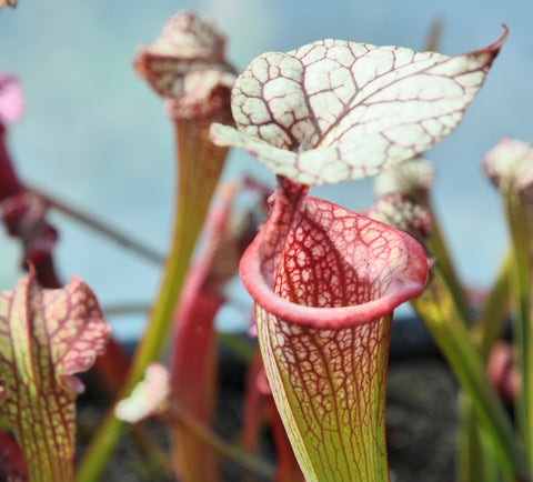 Sarracenia x 'Adrian Slack' {Milton, Santa Rosa Co., FL}