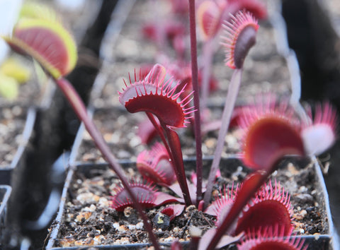 Dionaea 'Akai Ryu'