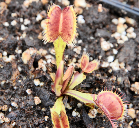 Dionaea 'Spotty'