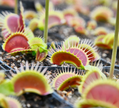 Dionaea "fine tooth x red"