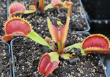 Dionaea "sl seedling"