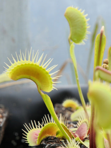 Dionaea "darwin"